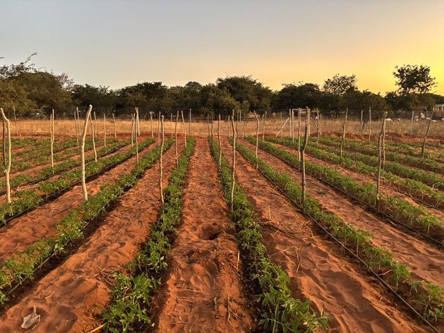 Rows of vegetables on red soil at sunset on the Sizinda farm