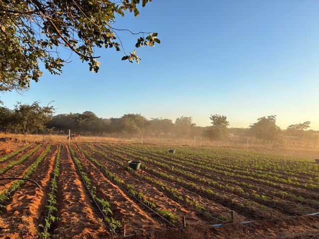 A wide view of vegetable plots with drip lines under a clear sky