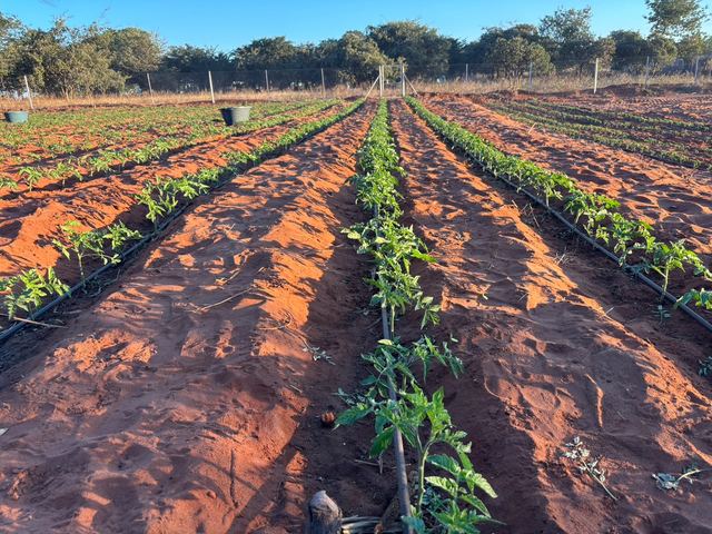 A row of young plants beside a drip irrigation line on red soil