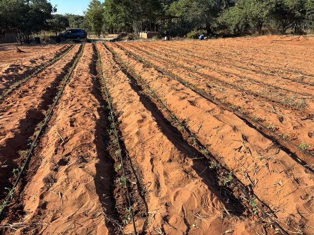Prepared beds with drip lines running across red soil