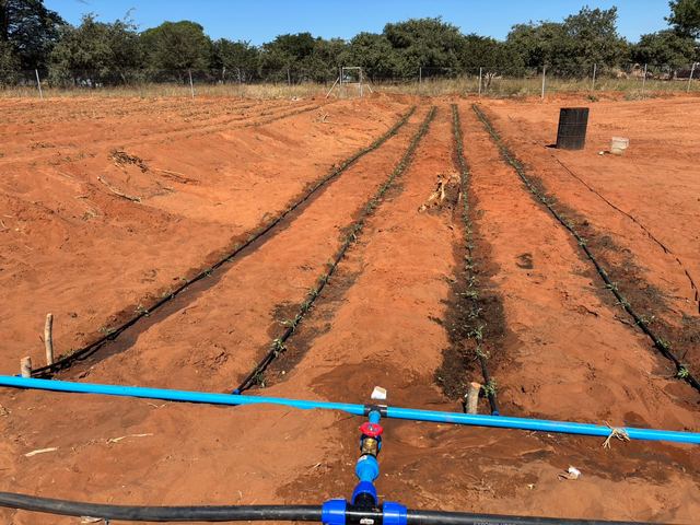 A blue irrigation pipe feeding drip lines across the plots