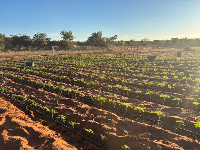 Neat rows of young vegetables with drip lines stretching into the distance