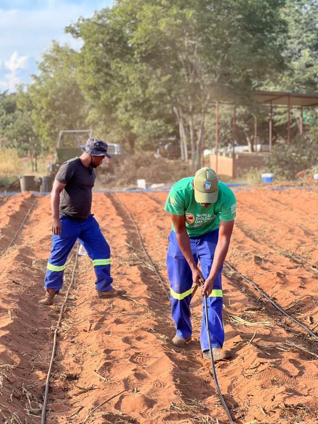 Two workers in blue overalls laying drip lines on a prepared bed