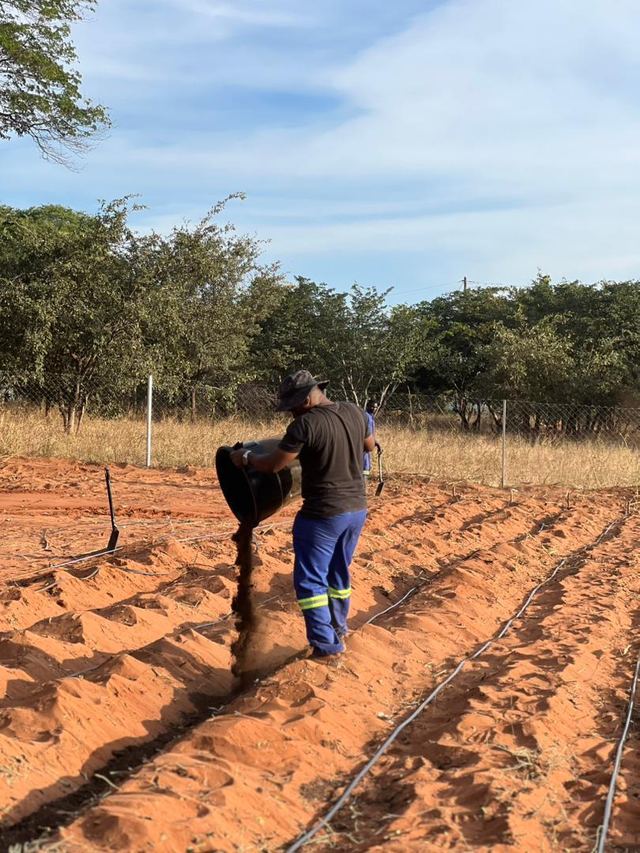 A worker bending to plant on a prepared bed