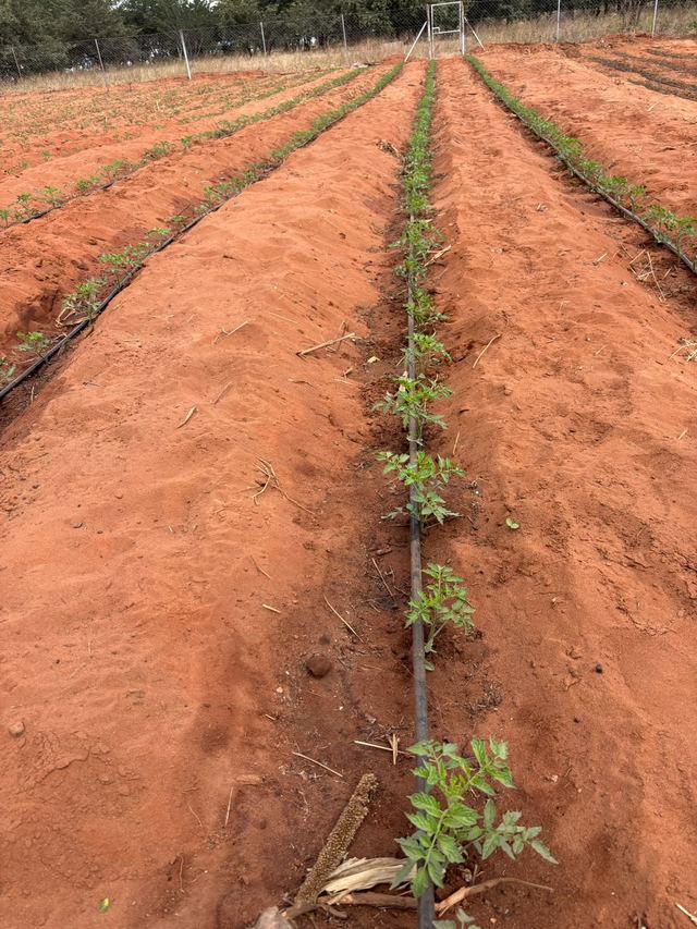 A single line of seedlings along a drip line in a bed