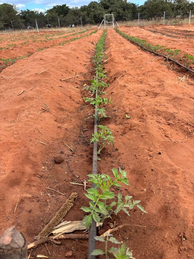 A young plant growing beside a drip line