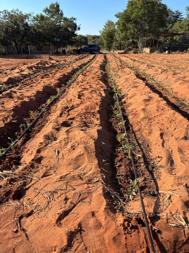 A bed with a drip line running down it on red soil