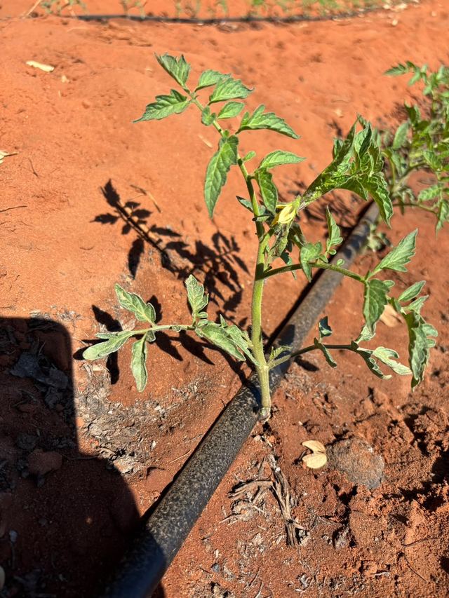 A young seedling beside a drip line