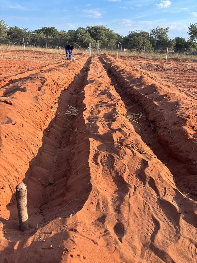 Freshly dug furrows in red soil