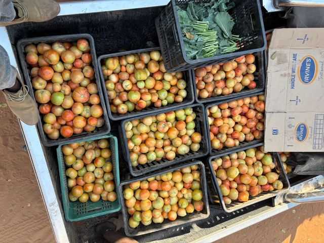 Crates of tomatoes at different stages of ripeness