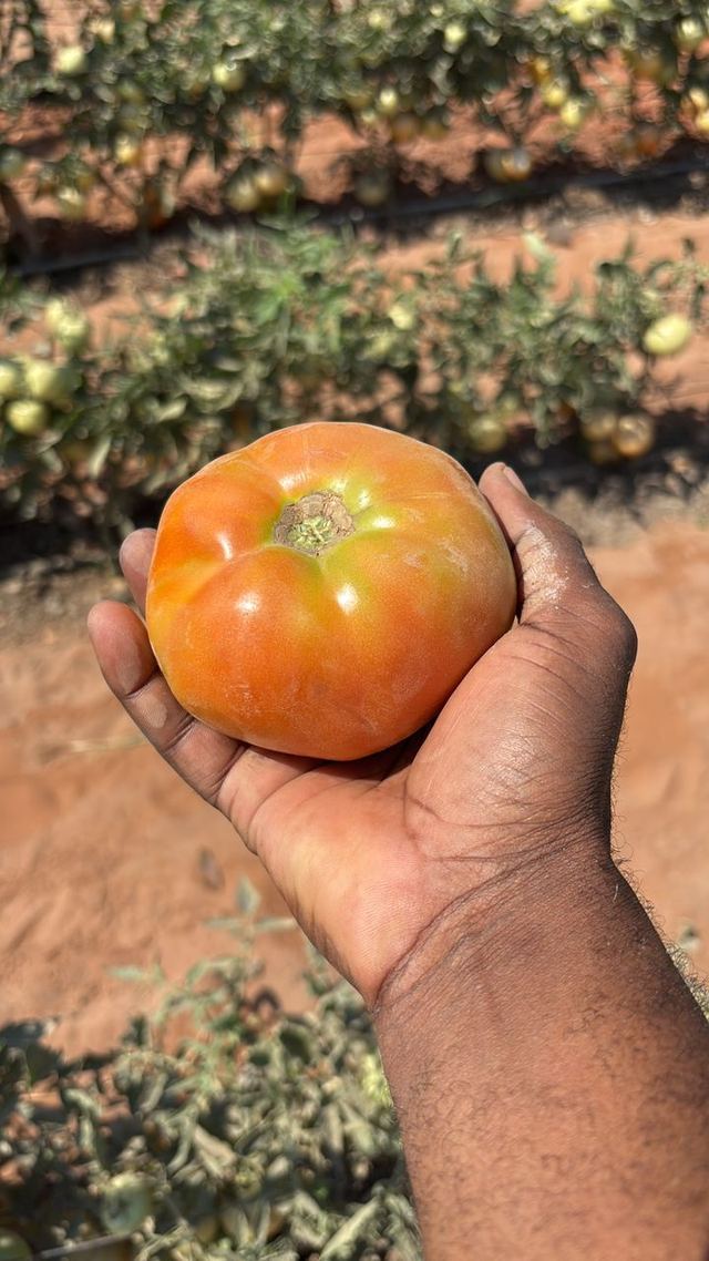 A hand holding a ripe tomato in front of the plants