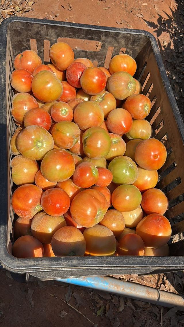 A black crate full of ripening tomatoes