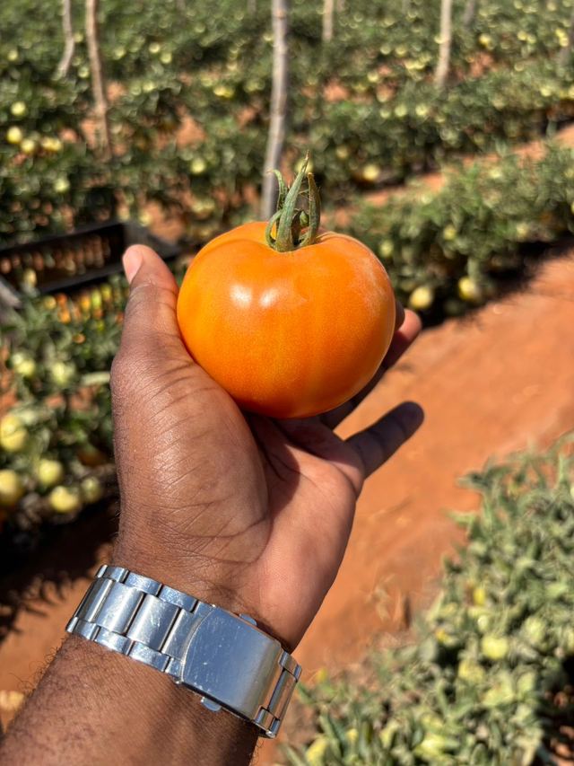 A hand holding an orange tomato among the plants