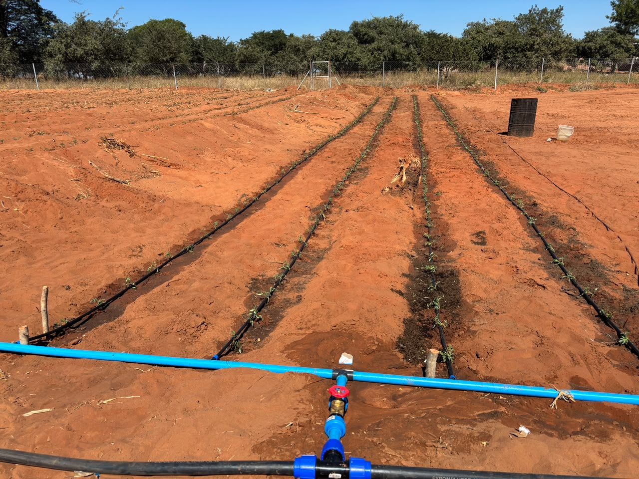 A blue irrigation pipe feeding drip lines across the plots