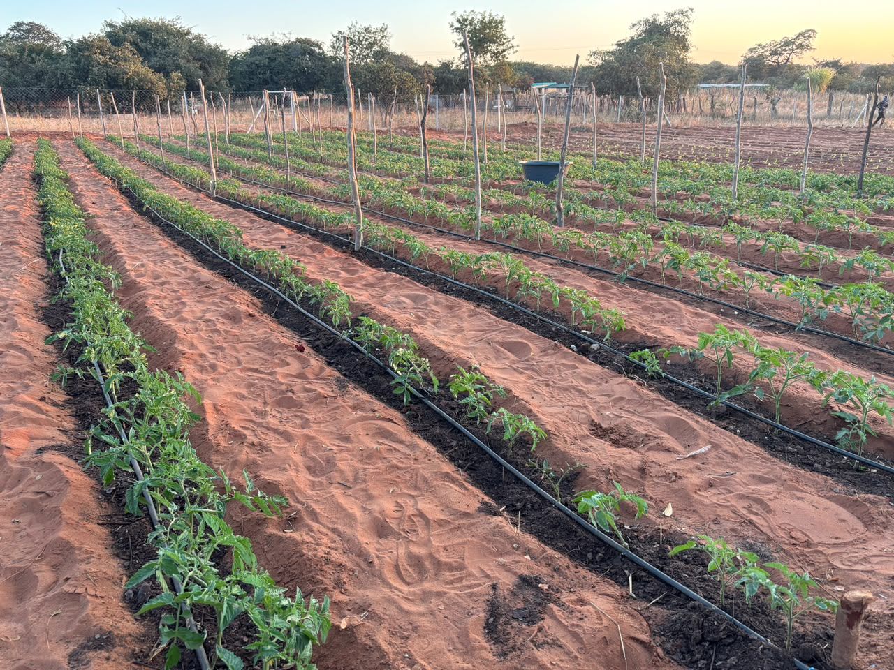 Rows of vegetables with drip irrigation in late afternoon light